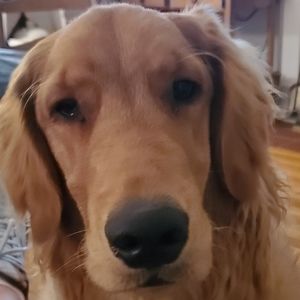 Meet your Posher, Casey